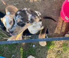 3 Catahoula puppies needing a home - 5