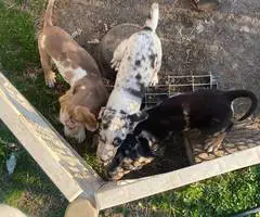 3 Catahoula puppies needing a home - 6