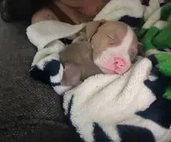 Pitbull pocket bully mix puppies - 1
