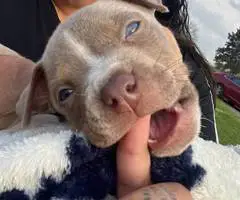 Pitbull pocket bully mix puppies - 2