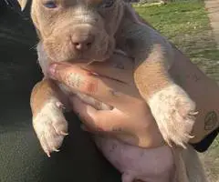 Pitbull pocket bully mix puppies - 4