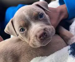 Pitbull pocket bully mix puppies - 5