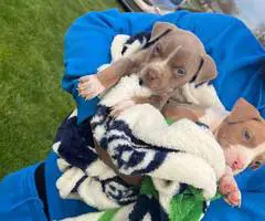 Pitbull pocket bully mix puppies - 6