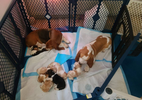 Purebred European Basset hounds