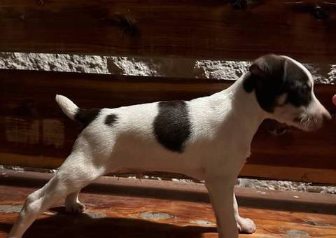 Standard Rat Terriers