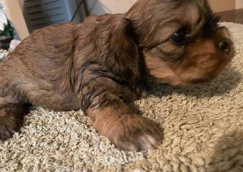 2 Cockapoo puppies for sale