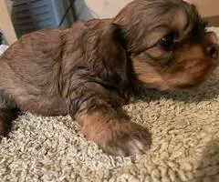 2 Cockapoo puppies for sale - 1