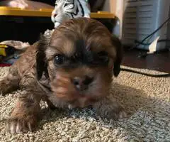 2 Cockapoo puppies for sale - 2