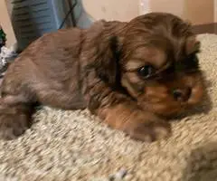 2 Cockapoo puppies for sale - 3