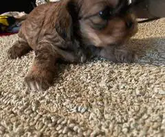 2 Cockapoo puppies for sale - 4