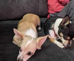 5 months old Chihuahua puppies - 3