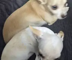 5 months old Chihuahua puppies - 5