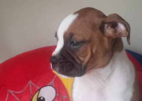 3 purebred Boxer puppies