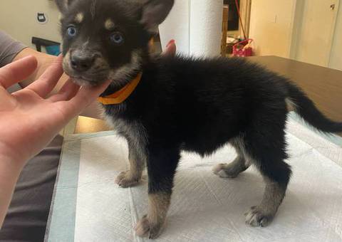 7 Gerberian Shepsky puppies