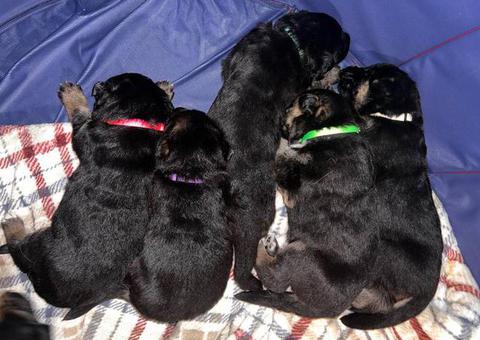 5 German Shepherd puppies for sale