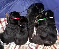 5 German Shepherd puppies for sale