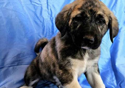 Anatolian /Great Pyrenees puppies for sale