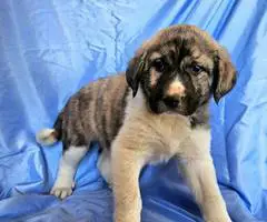 Anatolian /Great Pyrenees puppies for sale - 3