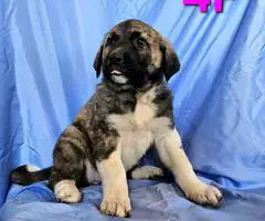 Anatolian /Great Pyrenees puppies for sale - 5