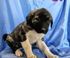 Anatolian /Great Pyrenees puppies for sale - 6