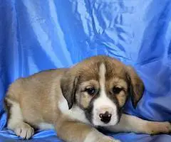 Anatolian /Great Pyrenees puppies for sale - 7