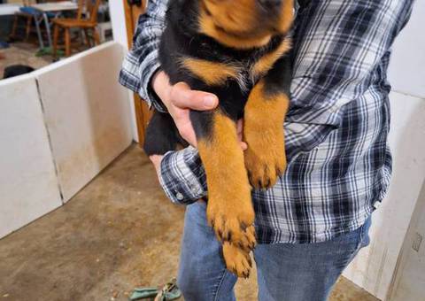 9 weeks old female Rottweiler