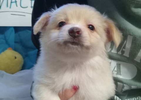 Pomeranian chihuahua puppies
