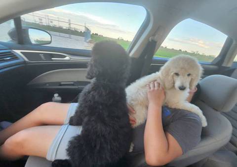 2 male standard poodles for adoption
