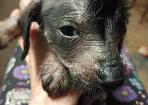 Xoloitzcuintli puppies