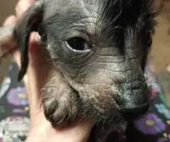 Xoloitzcuintli puppies - 1