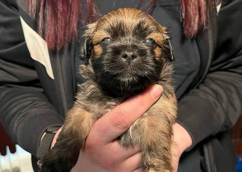3 boy Shorkie mix puppies