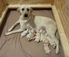 8 male purebred yellow Lab puppies for sale