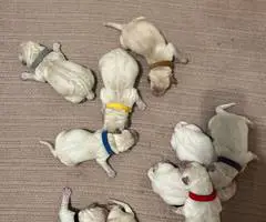 8 male purebred yellow Lab puppies for sale - 2