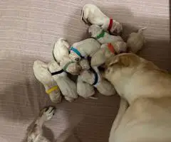 8 male purebred yellow Lab puppies for sale - 3