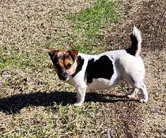 Jack Russell Terrier dog needs a home