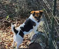 Jack Russell Terrier dog needs a home - 3