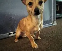 Male 7 months old Chihuahua puppy - 1