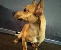 Male 7 months old Chihuahua puppy - 2