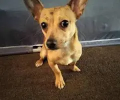 Male 7 months old Chihuahua puppy - 6