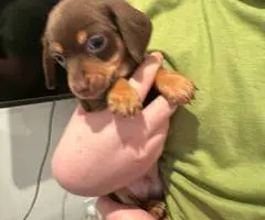 6 Chiweenie puppies for sale - 1