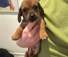 6 Chiweenie puppies for sale - 2