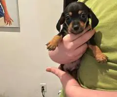 6 Chiweenie puppies for sale - 4