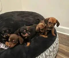 6 Chiweenie puppies for sale - 6