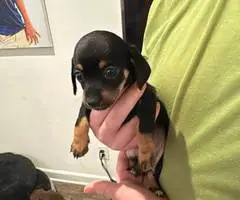 6 Chiweenie puppies for sale - 7