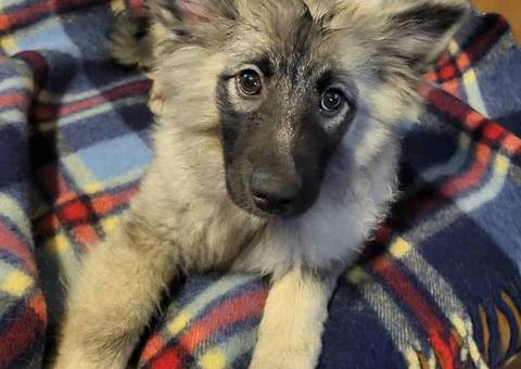 4 beautiful keeshond puppies
