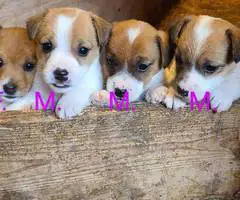 3 boy and 1 girl Jack Russell puppies