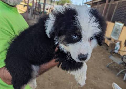 8 weeks Australian Shepherd puppies