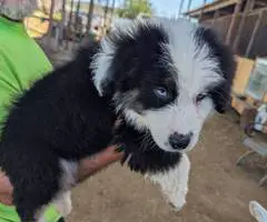 8 weeks Australian Shepherd puppies - 1