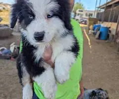 8 weeks Australian Shepherd puppies - 2