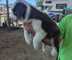 8 weeks Australian Shepherd puppies - 3